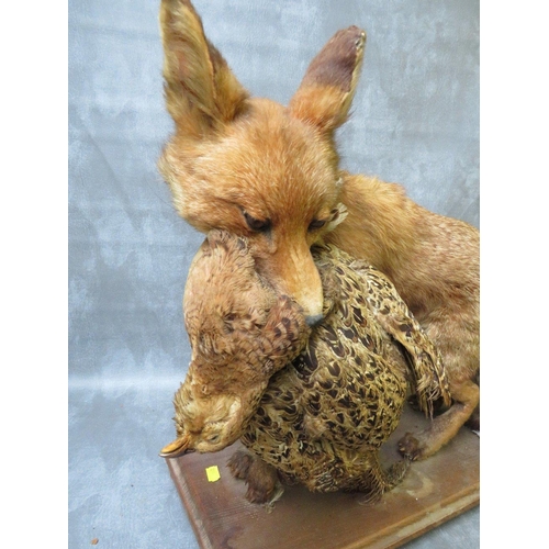 1061 - TAXIDERMY - A STANDING FOX WITH A PHEASANT IN ITS MOUTH, on an oval plinth, fox approximately H 46 c... 