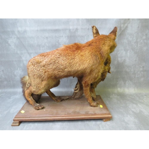 1061 - TAXIDERMY - A STANDING FOX WITH A PHEASANT IN ITS MOUTH, on an oval plinth, fox approximately H 46 c... 