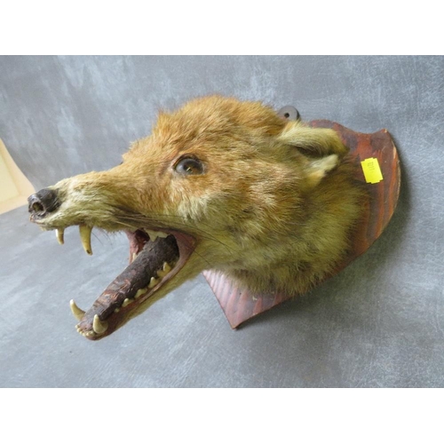 1062 - TAXIDERMY - A FOX MASK ON A SHAPED OAK SHIELD