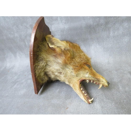 1062 - TAXIDERMY - A FOX MASK ON A SHAPED OAK SHIELD