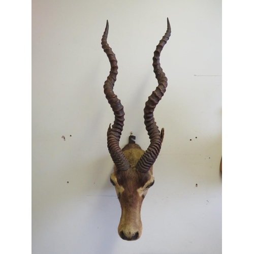 1063 - TAXIDERMY - A BLACKBUCK INDIAN ANTELOPE. nose to antlers approx. 72 cm