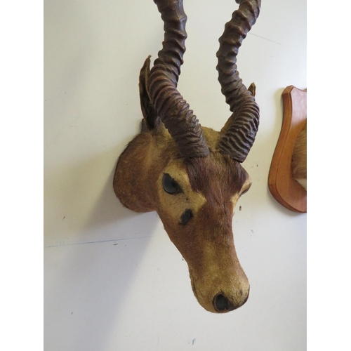 1063 - TAXIDERMY - A BLACKBUCK INDIAN ANTELOPE. nose to antlers approx. 72 cm