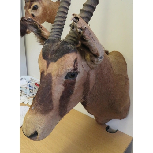 1064 - TAXIDERMY - A LATE 19TH CENTURY GEMSBOX ORYX (ORYX GAZELLA), nose to antlers approx. 99 cm