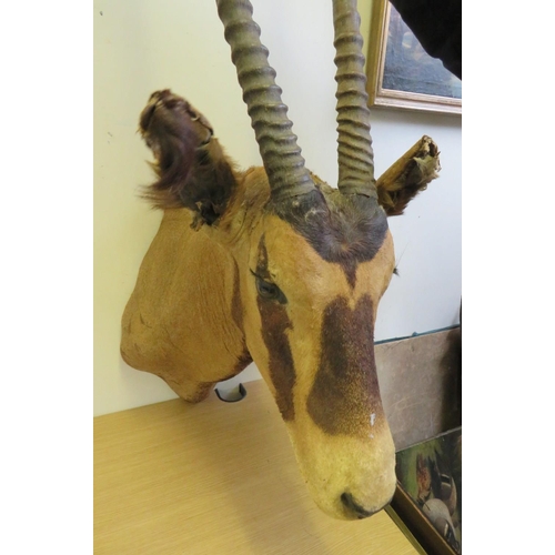 1064 - TAXIDERMY - A LATE 19TH CENTURY GEMSBOX ORYX (ORYX GAZELLA), nose to antlers approx. 99 cm