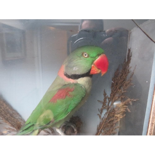 1065 - TAXIDERMY - A CASED PARAKEET IN NATURALISTIC SETTING, H 48 cm, W 39 cm, D 16 cm