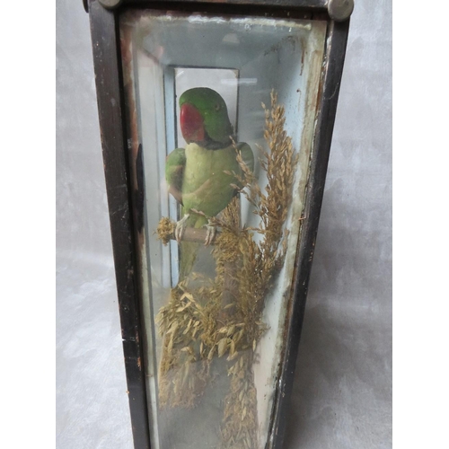 1065 - TAXIDERMY - A CASED PARAKEET IN NATURALISTIC SETTING, H 48 cm, W 39 cm, D 16 cm