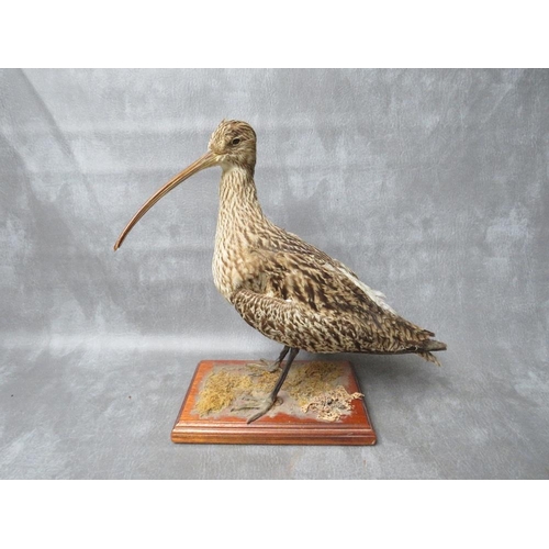 1066 - TAXIDERMY - A CURLEW ATOP A MOSSY GROUND ON WOODEN PLINTH, H 35 cm (inc plinth)