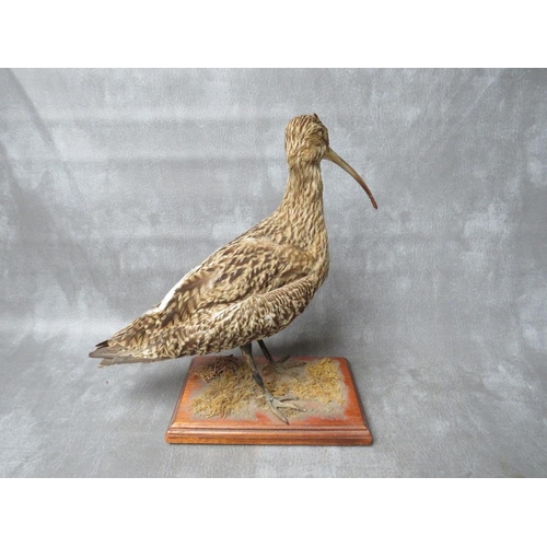 1066 - TAXIDERMY - A CURLEW ATOP A MOSSY GROUND ON WOODEN PLINTH, H 35 cm (inc plinth)