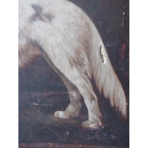 477 - (XX). English school, study of two hounds in a woodland setting, unsigned, oil on canvas, unframed, ... 