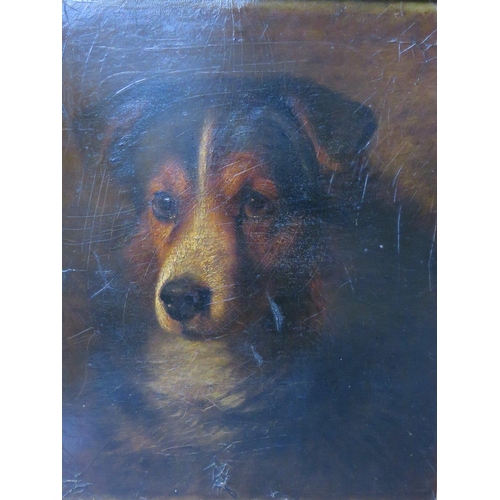 483 - A 19TH CENTURY BRITISH SCHOOL STUDY OF A DOG, unsigned, oil on board, framed, 35 x 28 cm