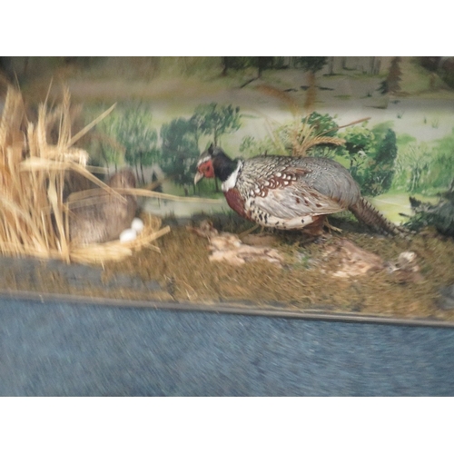 1067 - TAXIDERMY - CASED PHEASANTS INCLUDING CHICKS, in a naturalistic setting, H 51 cm, W 123 cm, D 31 cm