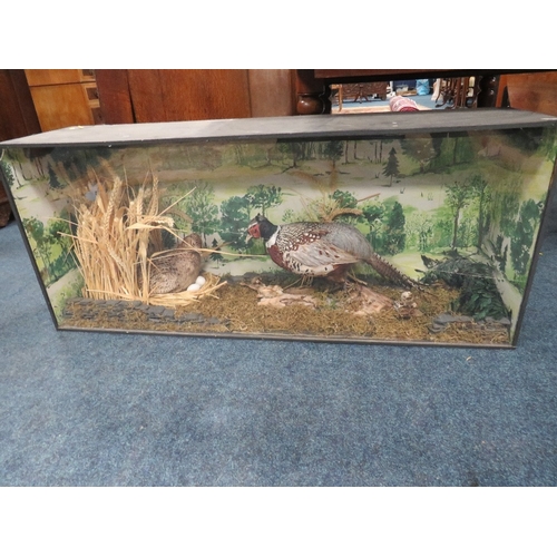 TAXIDERMY - CASED PHEASANTS INCLUDING CHICKS, in a naturalistic setting, H 51 cm, W 123 cm, D 31 cm