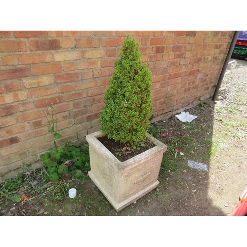 602 - A large square garden pot containing shrub, approx. 47 x 47 x 50 cm