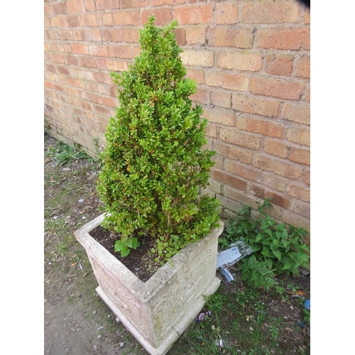 602 - A large square garden pot containing shrub, approx. 47 x 47 x 50 cm