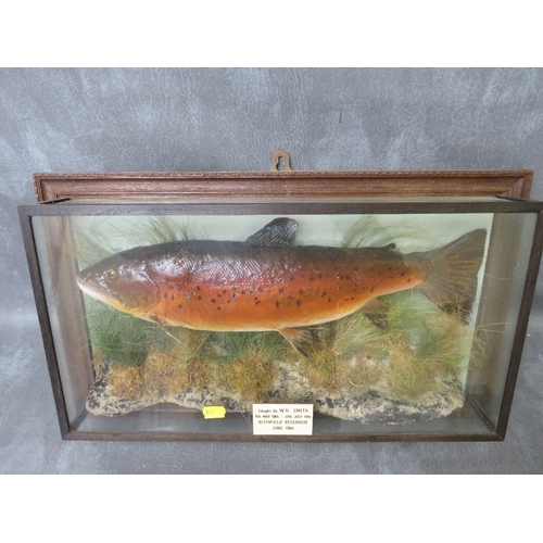 TAXIDERMY -  A 20TH CENTURY CASED TROUT, in a glazed rectangular display case, bearing plaque 'Caught By W, H, Smith 11th May 1905- 27th July 1994, Blithfield Reservoir June 1984', overall dimensions 31 x 54 cm