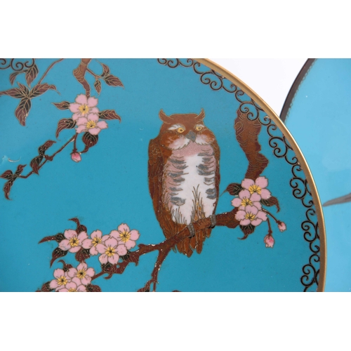 137 - A CLOISONNE ENAMEL BLUE GROUND SHALLOW HANGING DISH decorated with a perched owl on blossoming branc... 