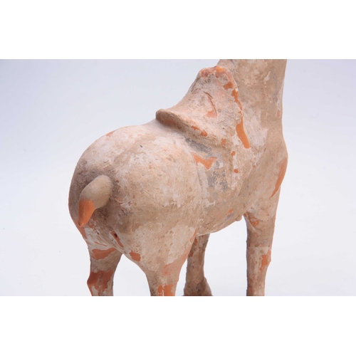 150 - A TANG DYNASTY PAINTED POTTERY HORSE (618 - 907 AD) sold with Oxford Authentication certificate 26cm... 