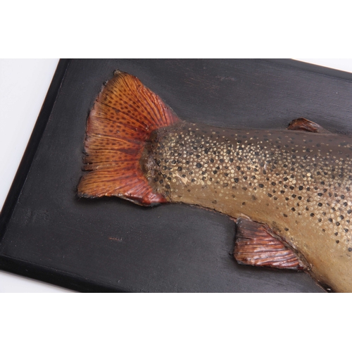 306 - A LATE 19TH/EARLY 20TH CENTURY PAINTED HARDWOOD HALF MODEL OF A SALMON with real fishtail, fins and ... 