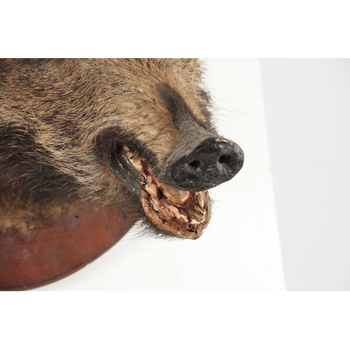 308 - AN EARLY 20th CENTURY TAXIDERMY WILD BOARS HEAD on an oval wooden mount 53cm high