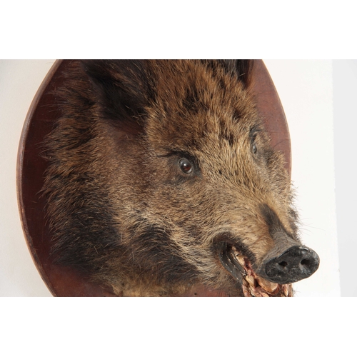 308 - AN EARLY 20th CENTURY TAXIDERMY WILD BOARS HEAD on an oval wooden mount 53cm high