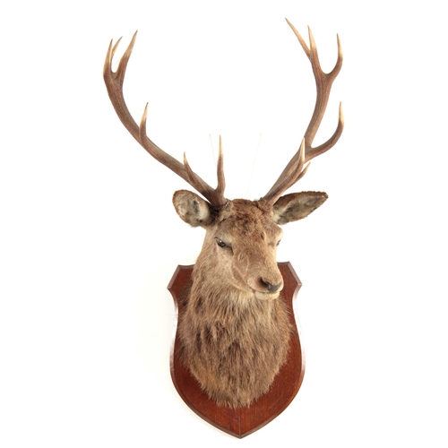 309 - A TAXIDERMY ROYAL STAGS HEAD having 12 points, the head slightly angled with glass eyes mounted on a... 