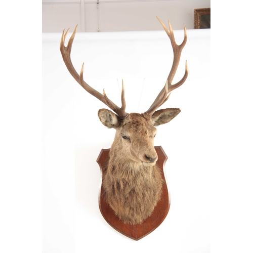 309 - A TAXIDERMY ROYAL STAGS HEAD having 12 points, the head slightly angled with glass eyes mounted on a... 