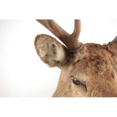 309 - A TAXIDERMY ROYAL STAGS HEAD having 12 points, the head slightly angled with glass eyes mounted on a... 