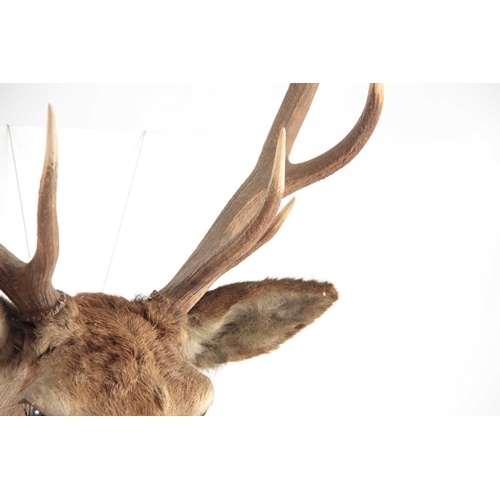 309 - A TAXIDERMY ROYAL STAGS HEAD having 12 points, the head slightly angled with glass eyes mounted on a... 