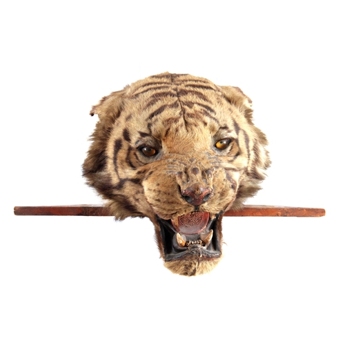 310 - A LARGE LATE 19th CENTURY TAXIDERMY TIGER HEAD on wooden mount, head measures 38cm wide