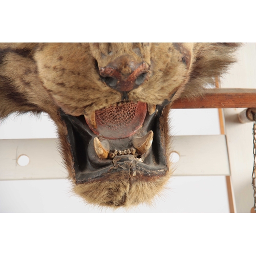 310 - A LARGE LATE 19th CENTURY TAXIDERMY TIGER HEAD on wooden mount, head measures 38cm wide