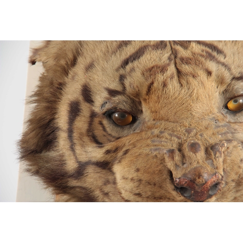 310 - A LARGE LATE 19th CENTURY TAXIDERMY TIGER HEAD on wooden mount, head measures 38cm wide