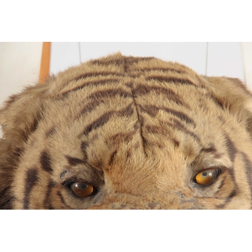 310 - A LARGE LATE 19th CENTURY TAXIDERMY TIGER HEAD on wooden mount, head measures 38cm wide