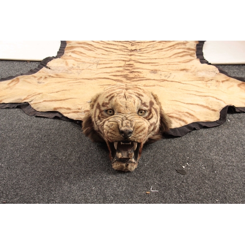 311 - AN EARLY 20th CENTURY TAXIDERMY INDIAN TIGER SKIN with label on reverse for 