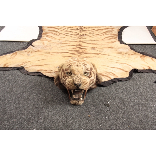 311 - AN EARLY 20th CENTURY TAXIDERMY INDIAN TIGER SKIN with label on reverse for 