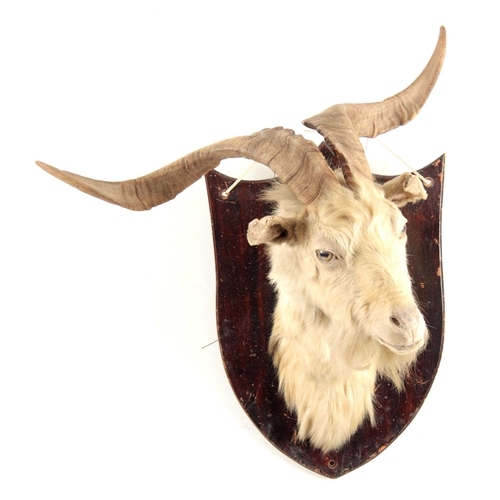 312 - AN EARLY 20th CENTURY TAXIDERMY WILD GOAT HEAD mounted on a wooden shield 75cm high