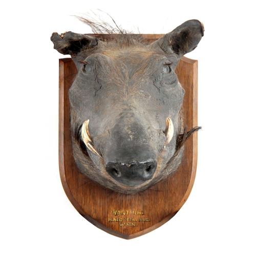 313 - AN EARLY 20th CENTURY TAXIDERMY WARTHOG mounted on an oak shield with gilt writing reading 