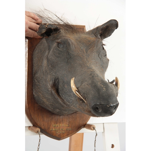 313 - AN EARLY 20th CENTURY TAXIDERMY WARTHOG mounted on an oak shield with gilt writing reading 