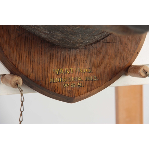 313 - AN EARLY 20th CENTURY TAXIDERMY WARTHOG mounted on an oak shield with gilt writing reading 