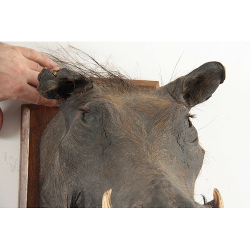 313 - AN EARLY 20th CENTURY TAXIDERMY WARTHOG mounted on an oak shield with gilt writing reading 