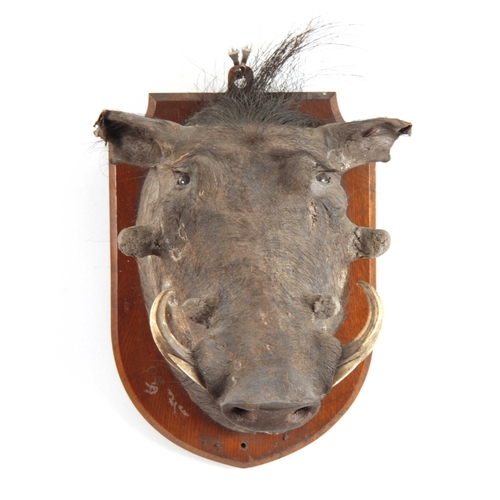 314 - AN EARLY 20th CENTURY TAXIDERMY WARTHOG mounted on an oak shield with an ivorine name plaque on the ... 