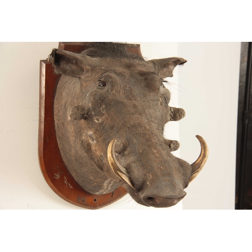 314 - AN EARLY 20th CENTURY TAXIDERMY WARTHOG mounted on an oak shield with an ivorine name plaque on the ... 