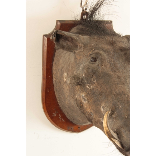 314 - AN EARLY 20th CENTURY TAXIDERMY WARTHOG mounted on an oak shield with an ivorine name plaque on the ... 