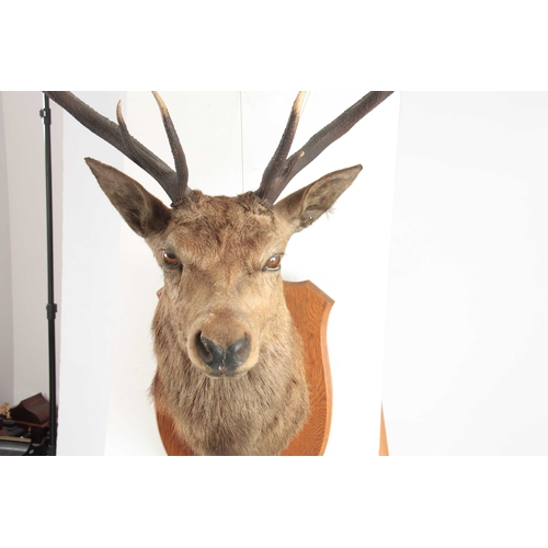 315 - A TAXIDERMY ROYAL STAGS HEAD having 12 points, the head slightly angled with amber glass eyes mounte... 