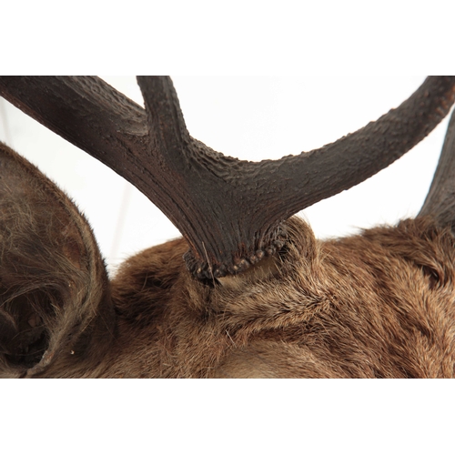 315 - A TAXIDERMY ROYAL STAGS HEAD having 12 points, the head slightly angled with amber glass eyes mounte... 