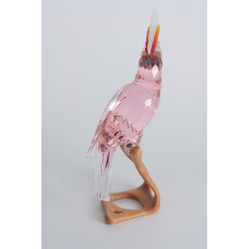 1 - A 20TH CENTURY SWAROVSKI CRYSTAL BIRDS OF PARADISE COLLECTION PINK COCKATOO 24cm high, boxed.