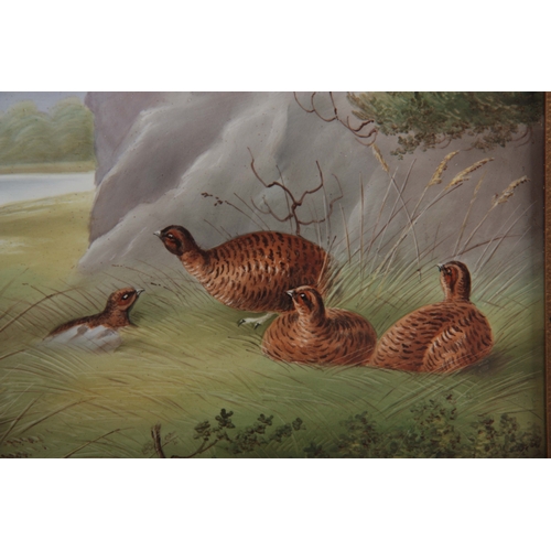 67 - AN EARLY 20TH CENTURY PORCELAIN PLAQUE depicting Grouse nesting, possibly Derby initialled in the bo... 