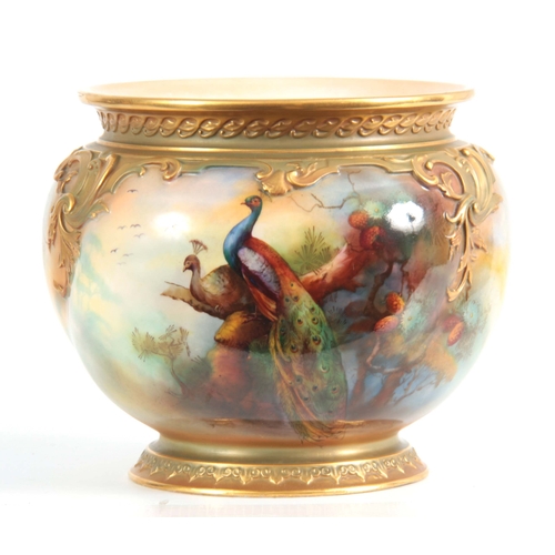 107 - A SIGNED ROYAL WORCESTER JARDINAIRE of ovoid shape with gilt foot, the body painted with peacocks in... 