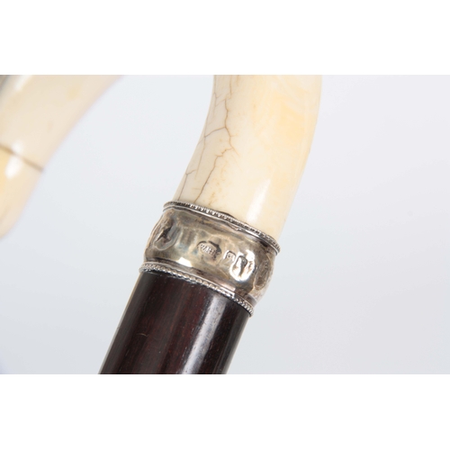 435 - A 19TH CENTURY IVORY AND ROSEWOOD WALKING CANE with shaped handle and silver hall-marked collar and ... 