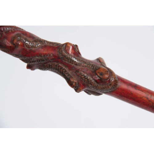 446 - A 19th CENTURY CARVED FRUITWOOD WALKING CANE decorated to the handle a carved snake with black glass... 