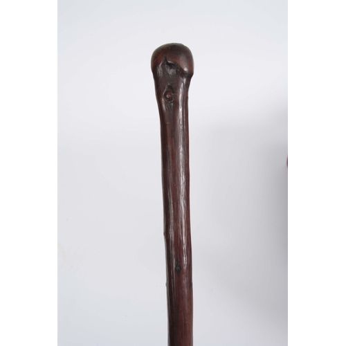 454 - A LATE 19th CENTURY HOLLY WOOD 'FLICK STICK' WALKING CANE the root handle having a brass hinged cap ... 